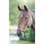Shires Velociti GARA Drop Noseband - Havana