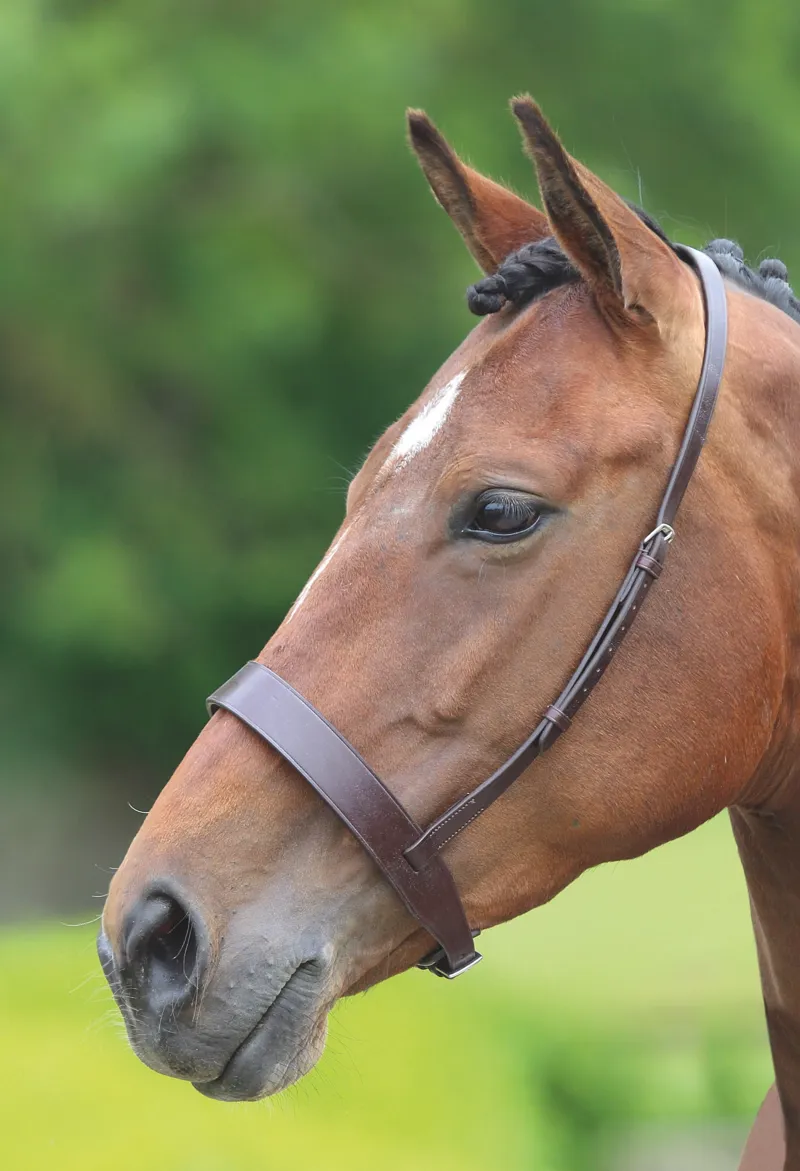 Shires Velociti GARA Hunter Cavesson Noseband - Havana