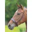 Shires Velociti GARA Hunter Cavesson Noseband - Havana