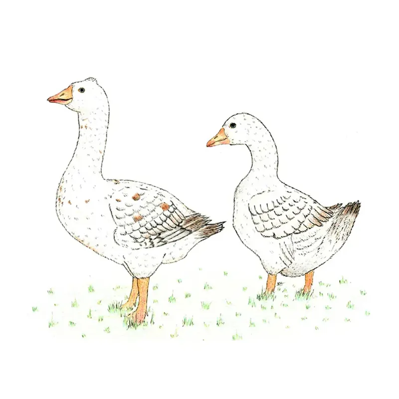 Kevin Milner Countryside Cards - Geese