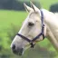Shires Wessex Headcollar - Navy