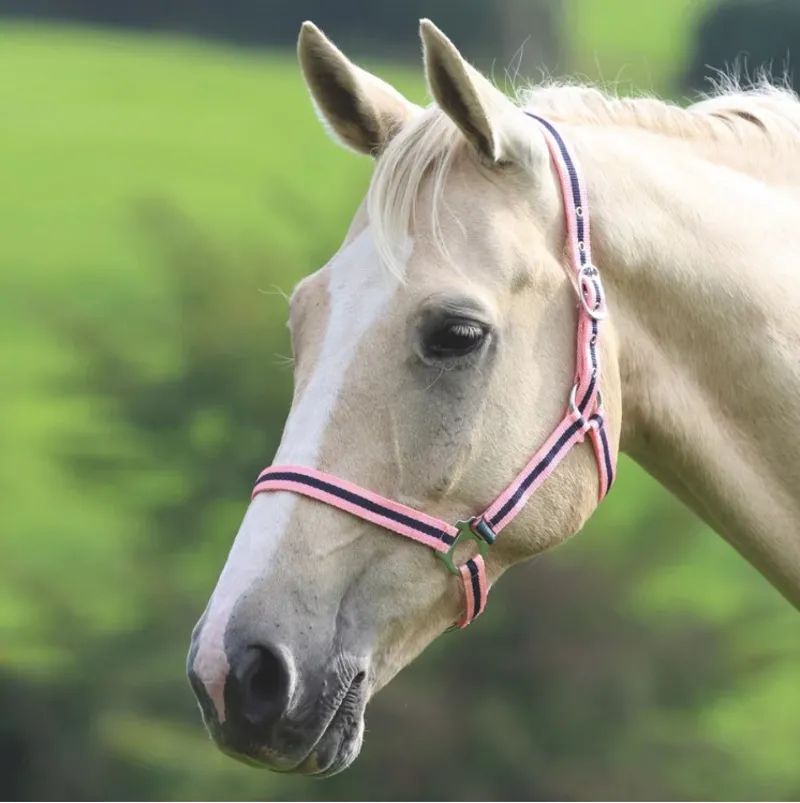 Shires Wessex Headcollar - Pink/Navy