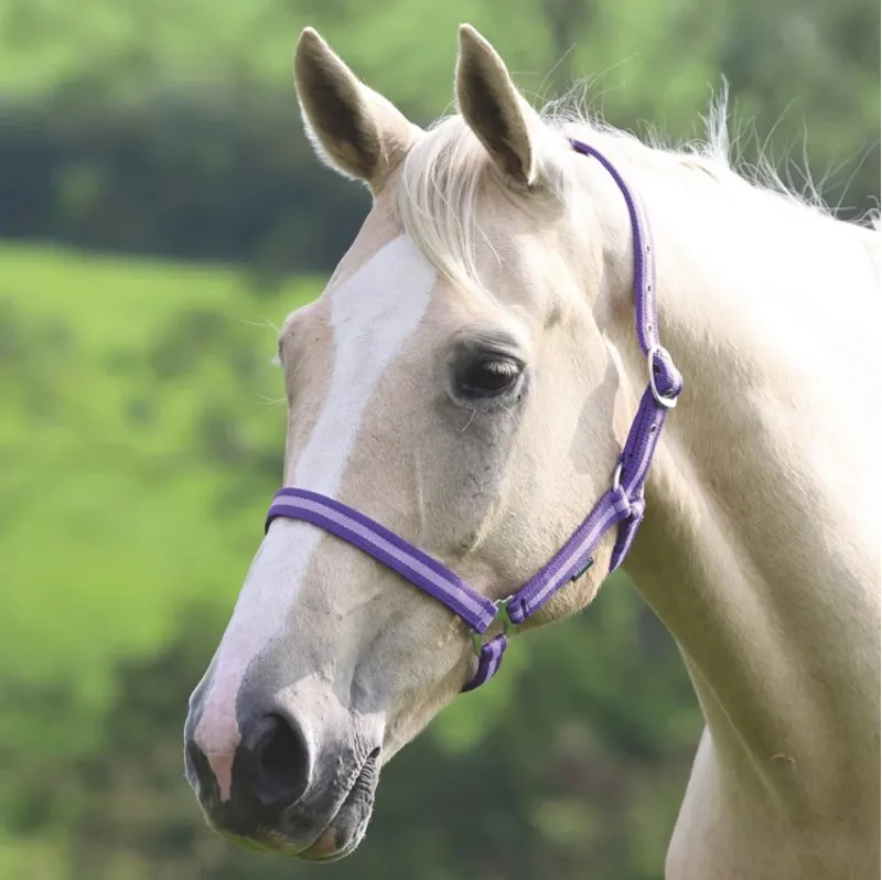 Shires Wessex Headcollar - Purple/Lilac