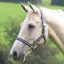 Shires Wessex Headcollar - Navy/Silver