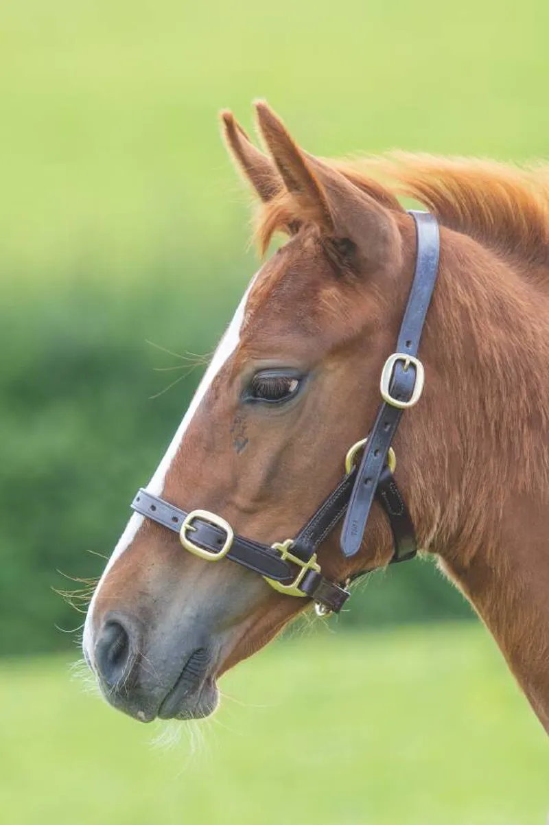 Shires Velociti GARA Adjustable Leather Foal Headcollar - Havana-1