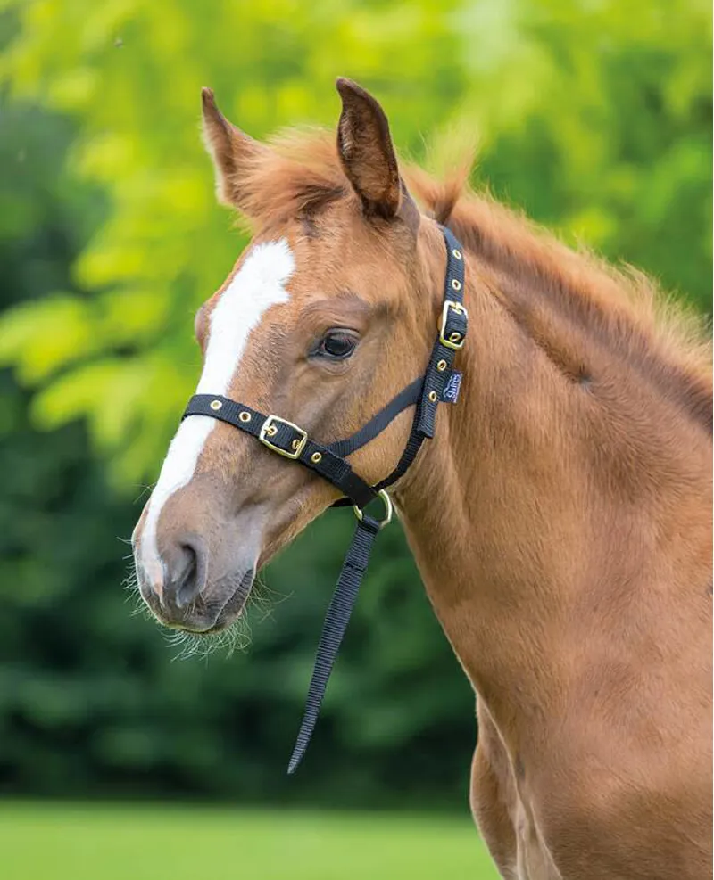 Shires Nylon Foal Slip - Black