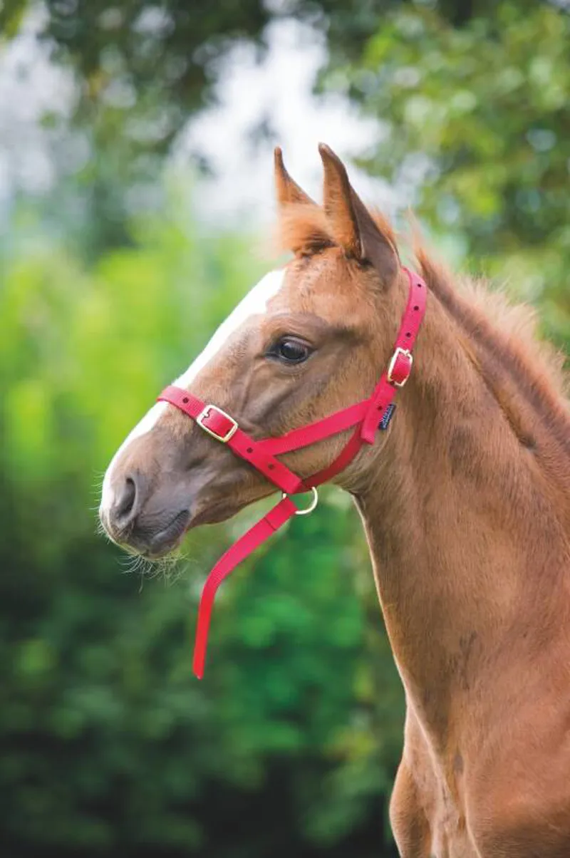 Shires Nylon Foal Slip - Red