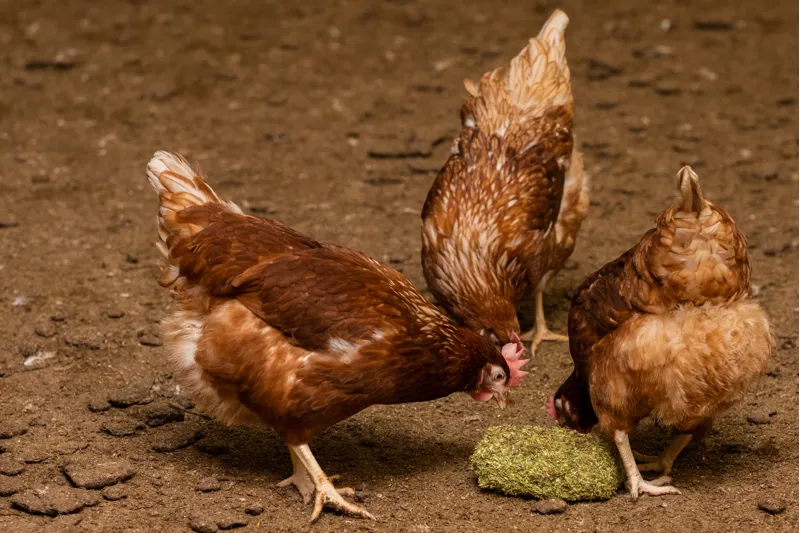 Silvermoor Alfa Grit-Blocks - Purple-1