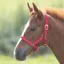 Shires Foal Nylon Headcollar - Red