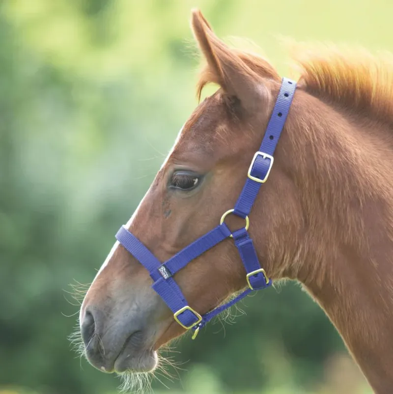 Shires Foal Nylon Headcollar - Royal Blue