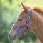 Shires Foal Nylon Headcollar - Royal Blue