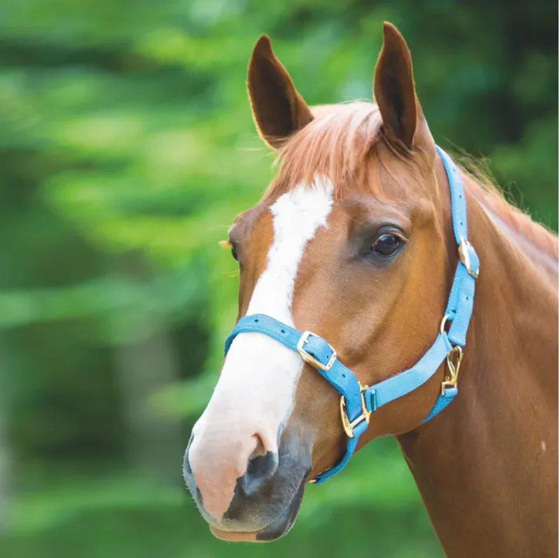 Shires Adjustable Headcollar - Baby Blue
