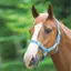 Shires Adjustable Headcollar - Baby Blue