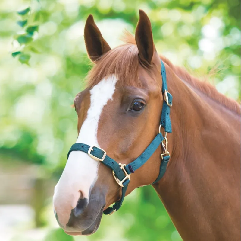 Shires Adjustable Headcollar - Green