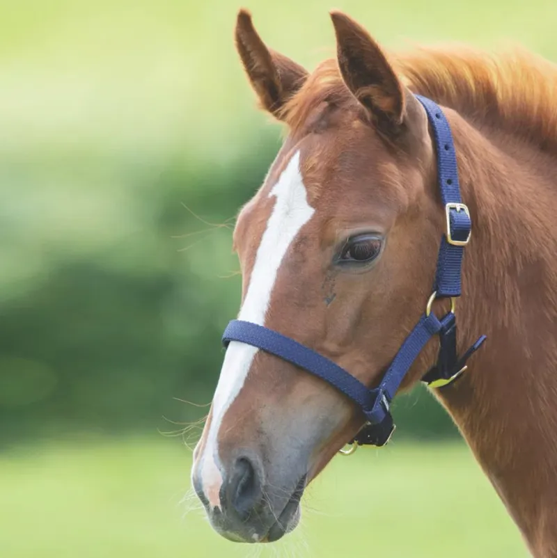 Shires Foal Nylon Headcollar - Navy