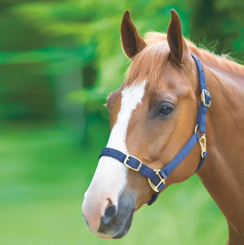Shires Adjustable Headcollar - Navy