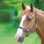 Shires Adjustable Headcollar - Navy