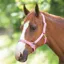 Shires Adjustable Headcollar - Pink
