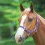 Shires Adjustable Headcollar - Purple