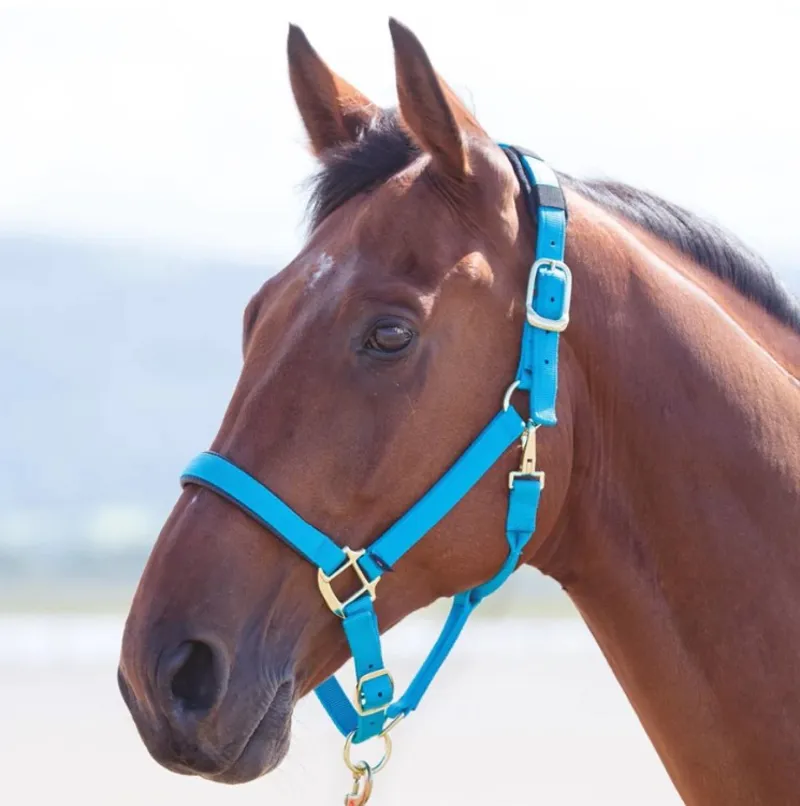Shires Topaz Nylon Headcollar - Blue-1