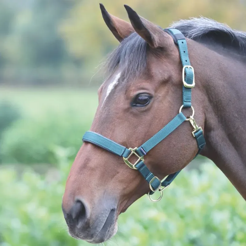 Shires Topaz Nylon Headcollar - Dark Green-1