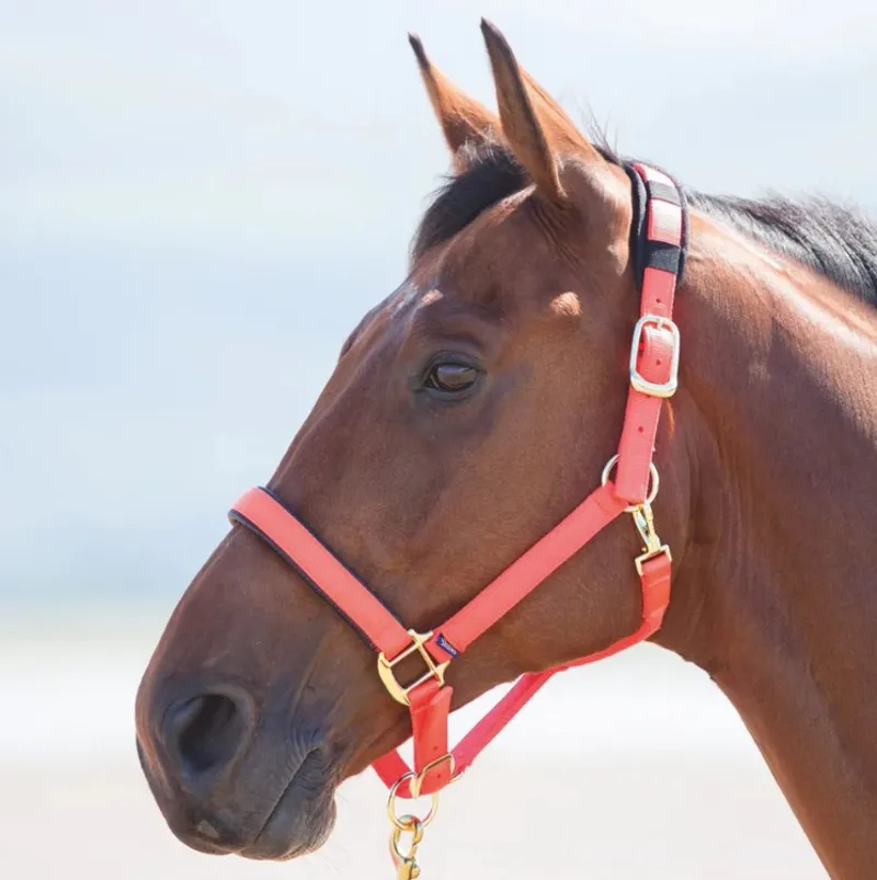 Shires Topaz Nylon Headcollar - Orange-1