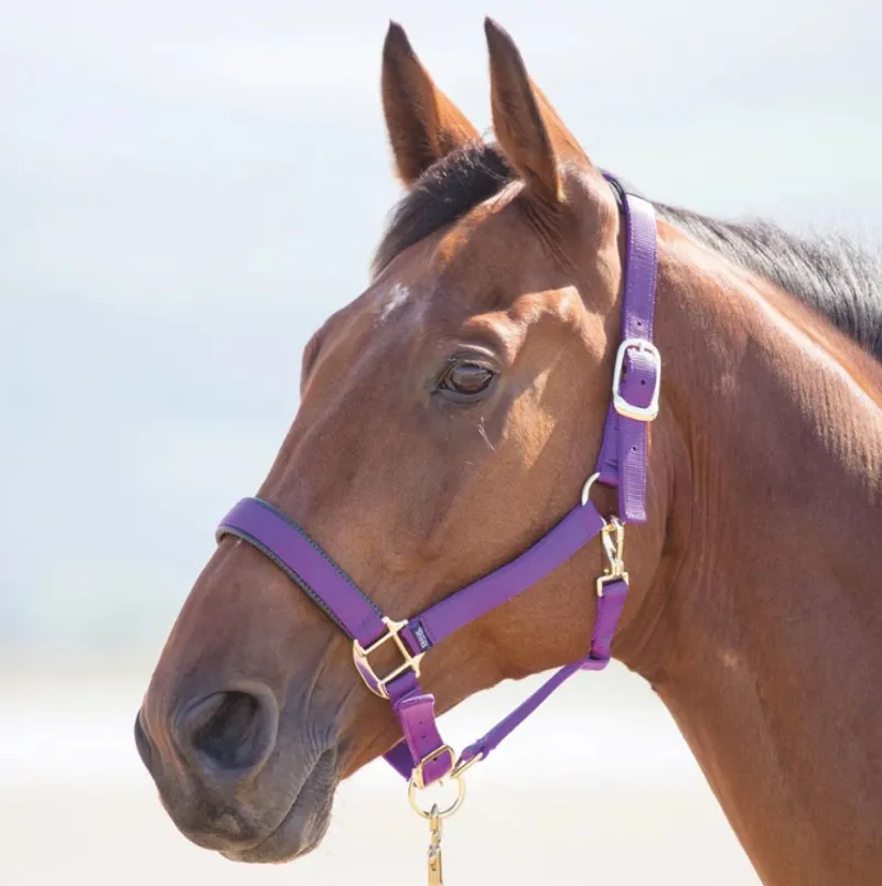 Shires Topaz Nylon Headcollar - Purple-1