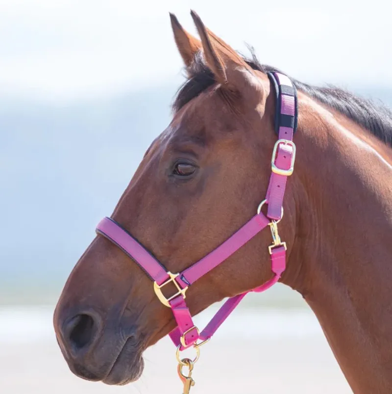 Shires Topaz Nylon Headcollar - Raspberry-1