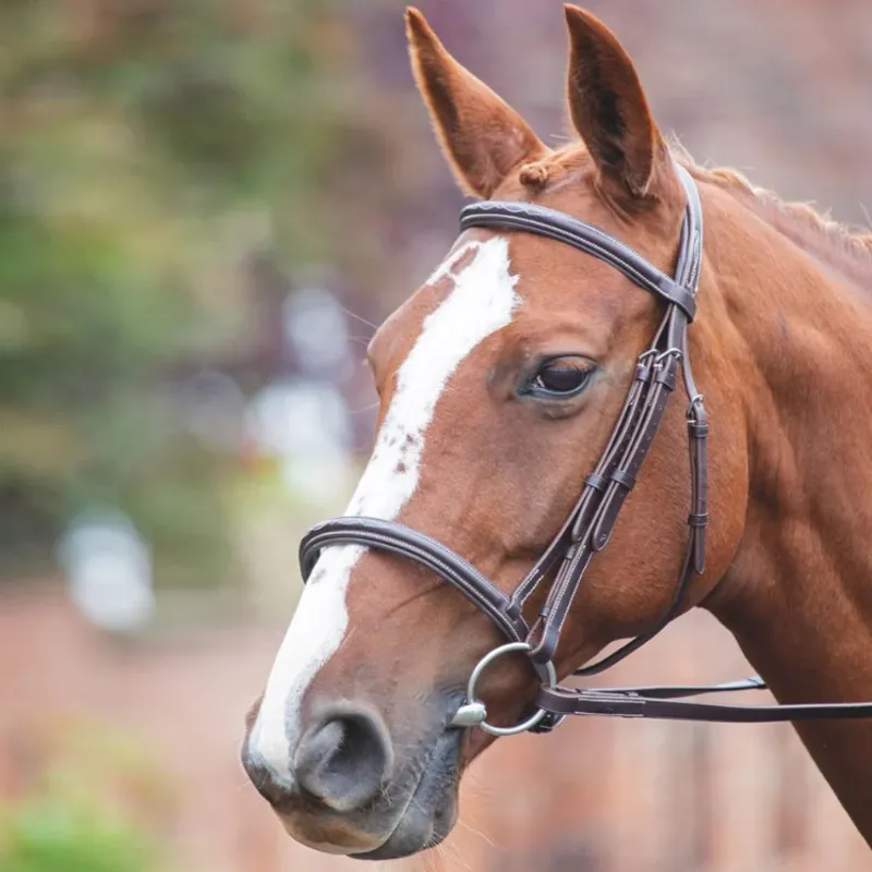 Shires Avignon Padded Raised Cavesson Bridle - Havana