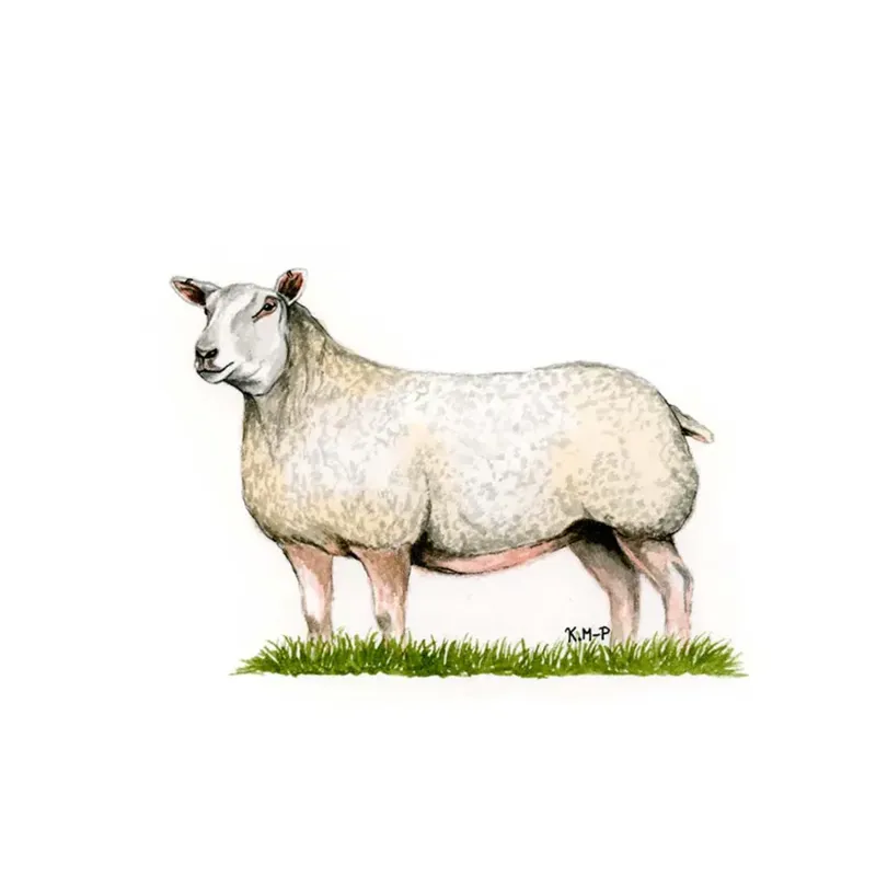 Kevin Milner Countryside Cards - Charolais Ewe