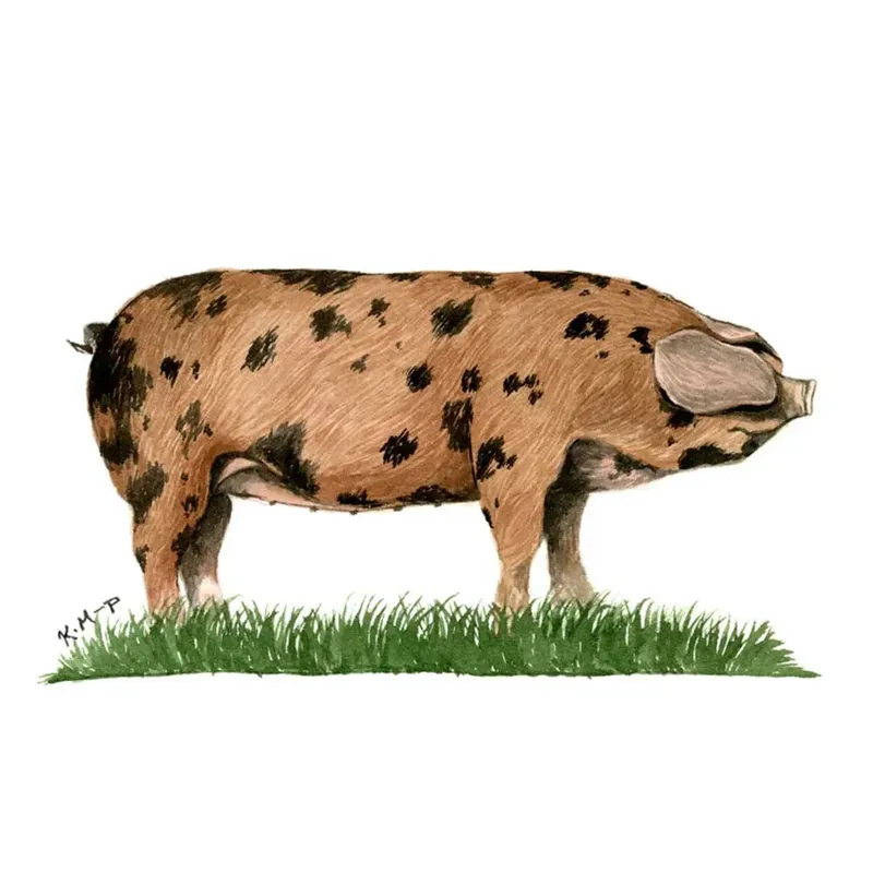 Kevin Milner Countryside Cards - Oxford Sandy and Black