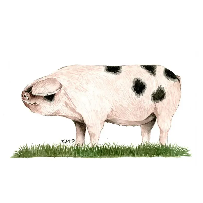 Kevin Milner Countryside Cards - Gloucestershire Old Spot