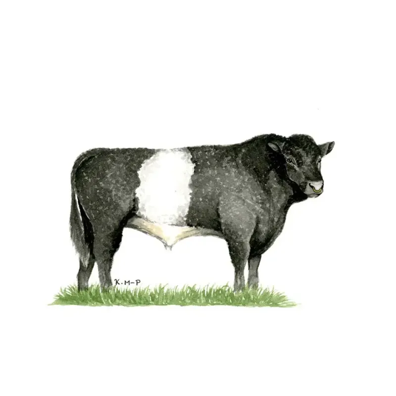Kevin Milner Countryside Cards - Belted Galloway