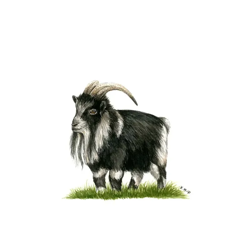 Kevin Milner Countryside Cards - Pygmy Goat