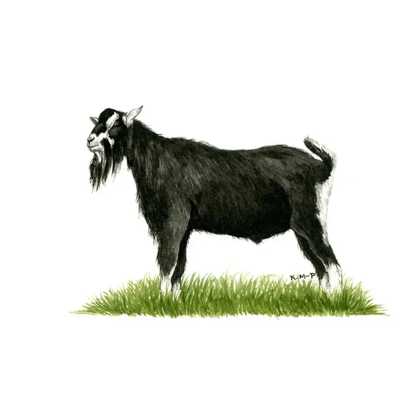 Kevin Milner Countryside Cards - British Alpine Goat