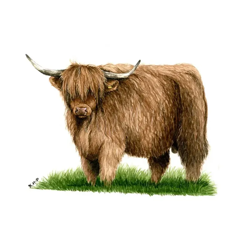 Kevin Milner Countryside Cards - Highland Bull