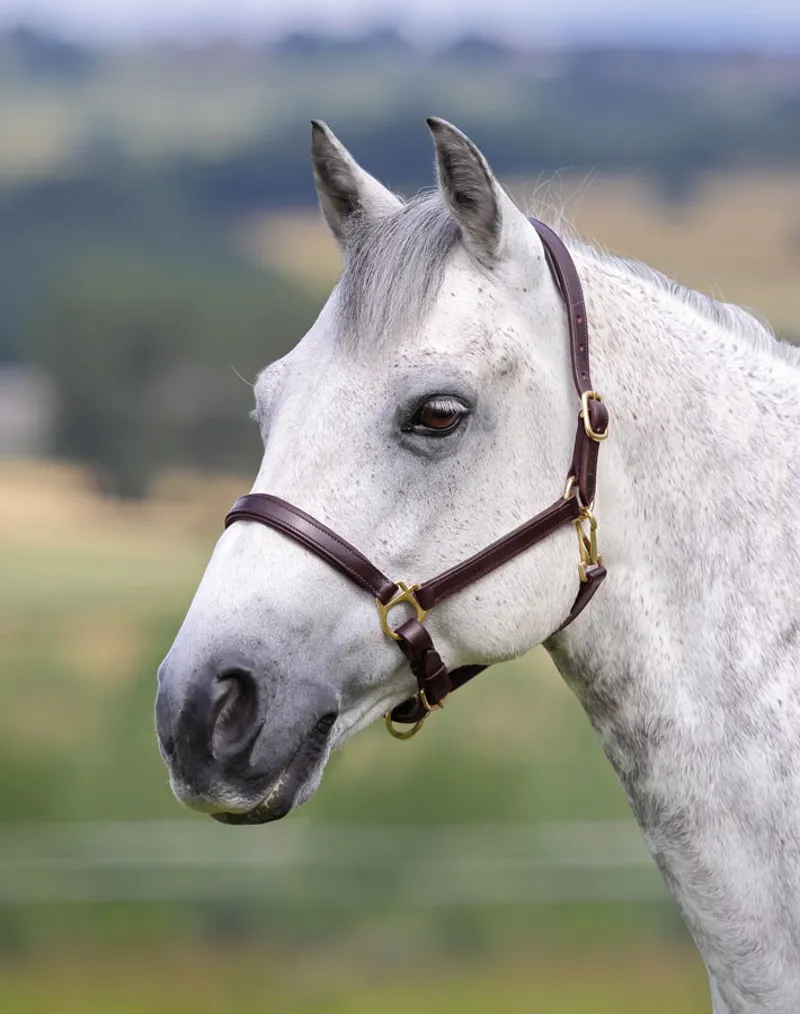 Shires Velociti GARA Ragley Lined Leather Headcollar - Havana