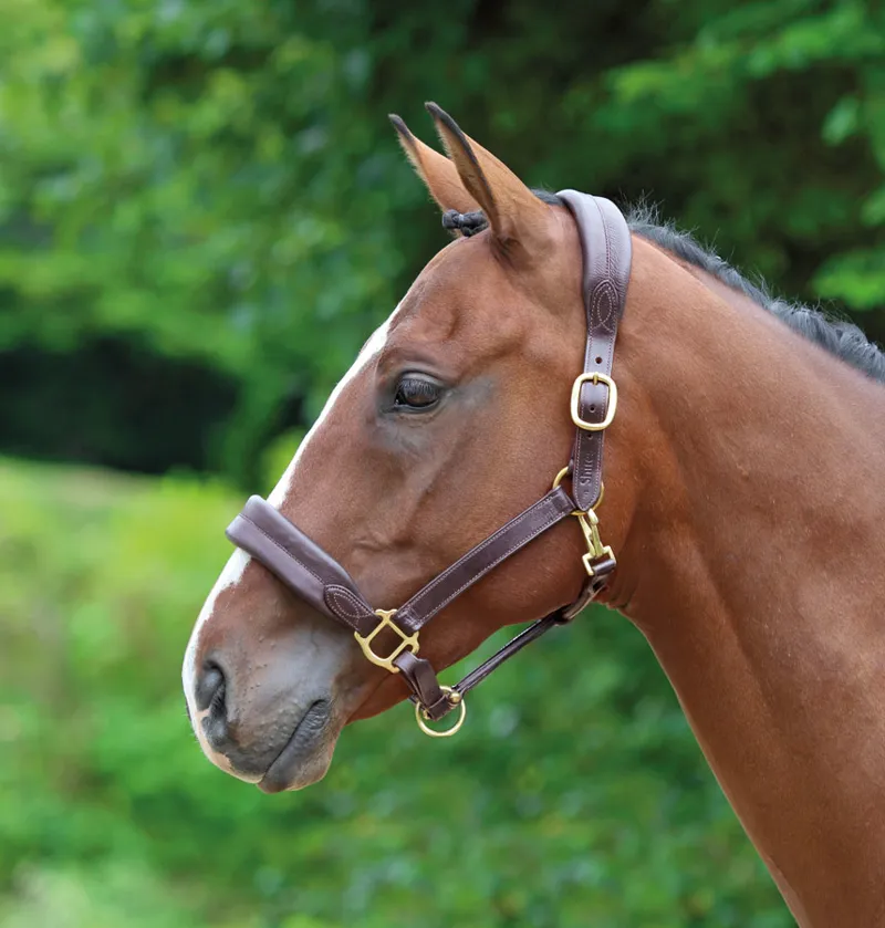 Shires Velociti GARA Cushioned Travel Headcollar - Havana