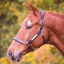 Shires Velociti GARA Leather Nameplate Headcollar - Havana