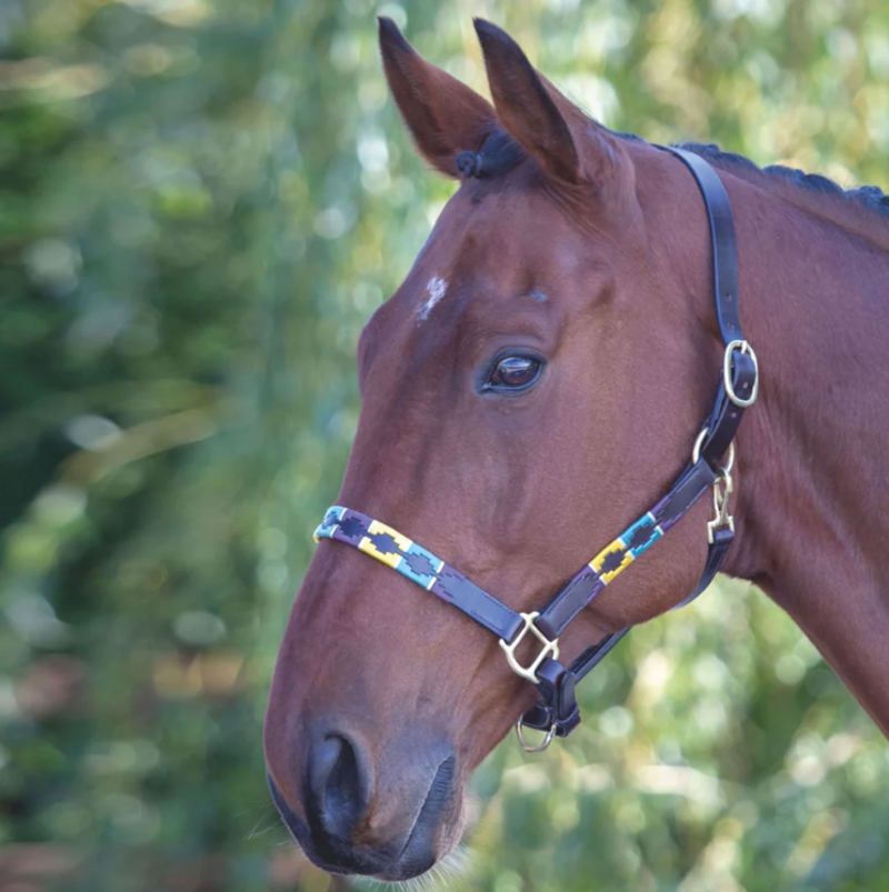 Shires Velociti GARA Leather Polo Headcollar - Purple/Drk Green/Yellow-1