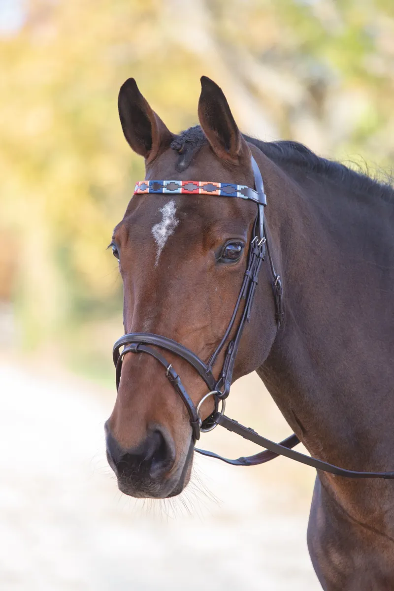 Shires Velociti GARA Leather Polo Browband - Turq/Red/Orange/Blue