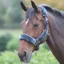 Shires Fleece Lined Headcollar - Navy/Grey