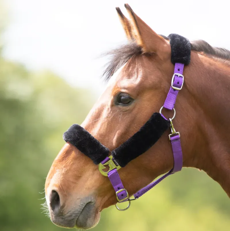 Shires Fleece Lined Headcollar - Purple