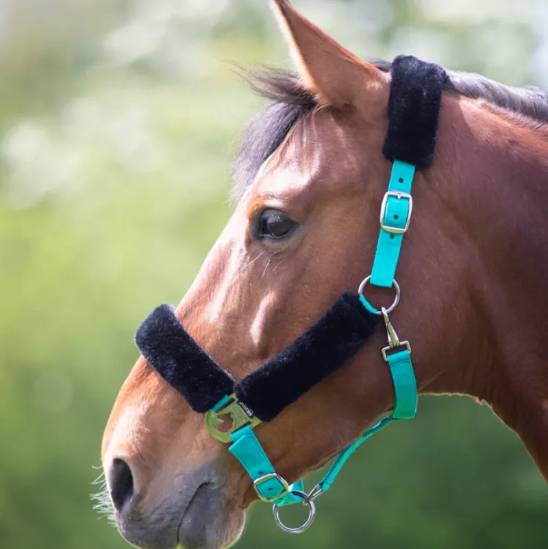 Shires Fleece Lined Headcollar - Teal