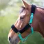 Shires Fleece Lined Headcollar - Teal