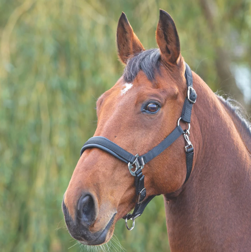 Shires Padded Headcollar - Black