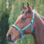 Shires Padded Headcollar - Blue