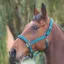 Shires Padded Headcollar - Dark Green