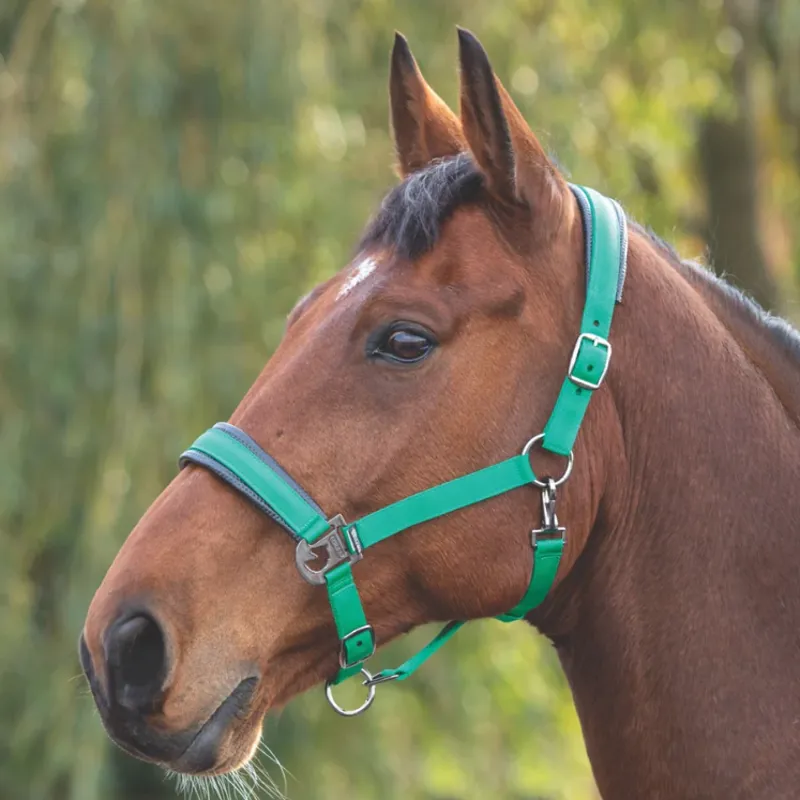Shires Padded Headcollar - Green