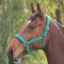 Shires Padded Headcollar - Green